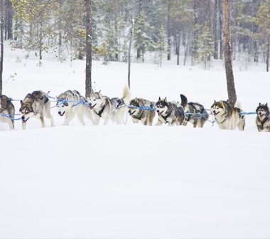 Enfant et homme tirés par des chiens de traîneaux dans la neige et la forêt de Laponie