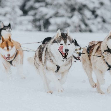 Évasion norvégienne – Thon Tromsø