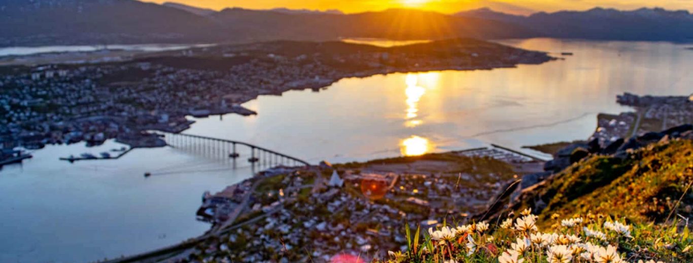 Fleurs et soleil de minuit à Tromsø, Norvège