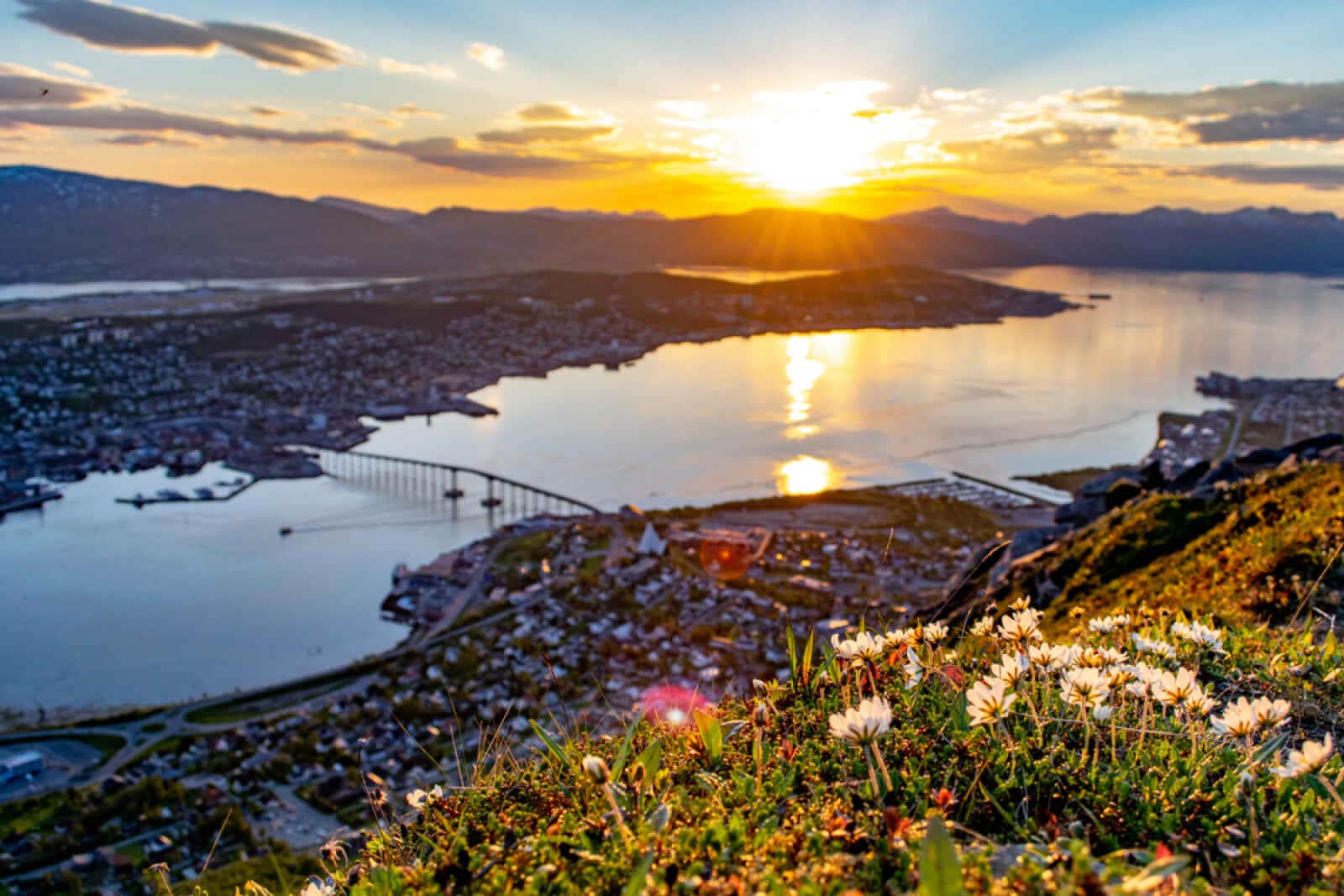 Fleurs et soleil de minuit à Tromsø, Norvège