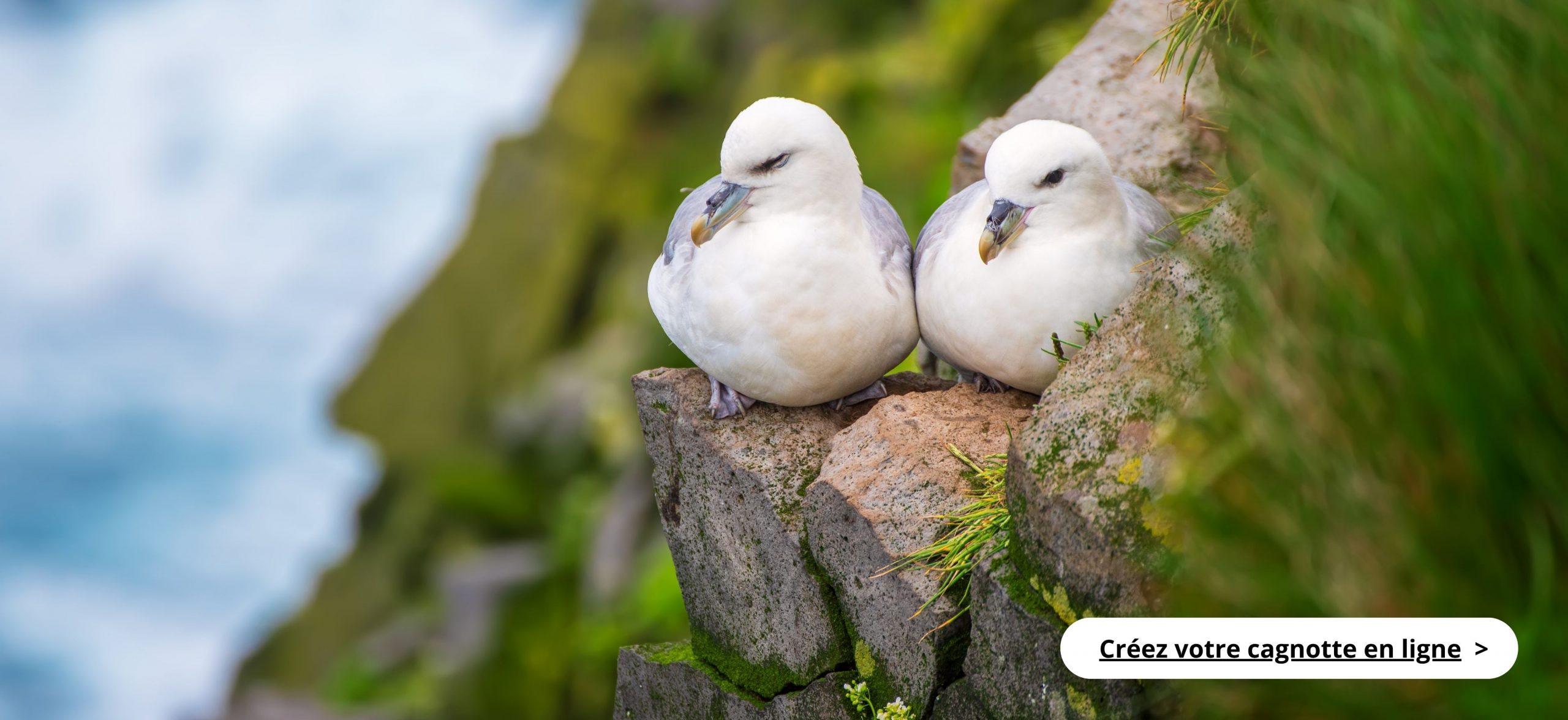 Fulmar du Nord assis sur le rocher par la mer en Islande en été