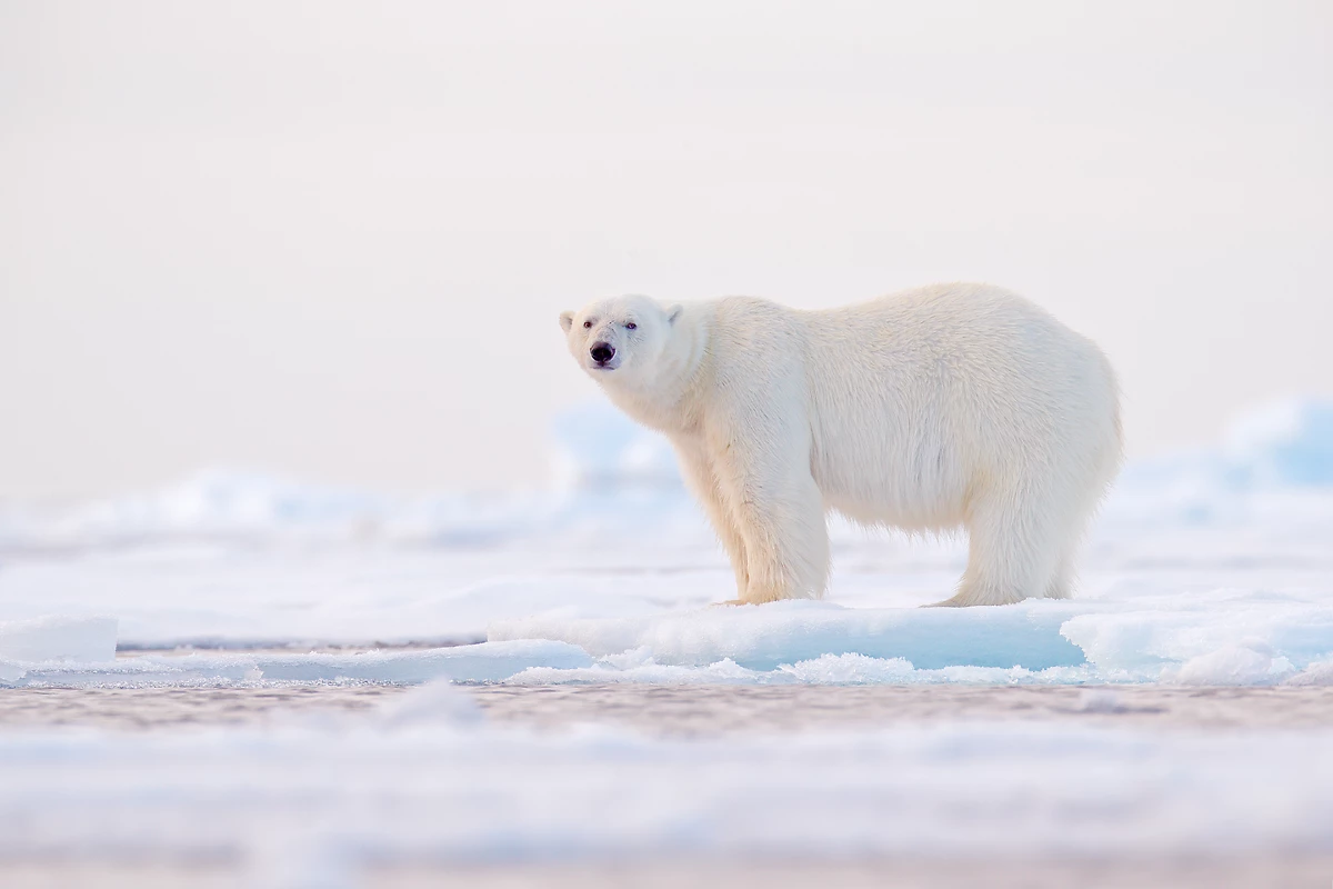 Ours polaire sur la banquise, Svalbard, Norvège